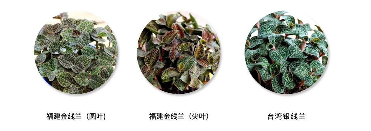 真品.jpg
