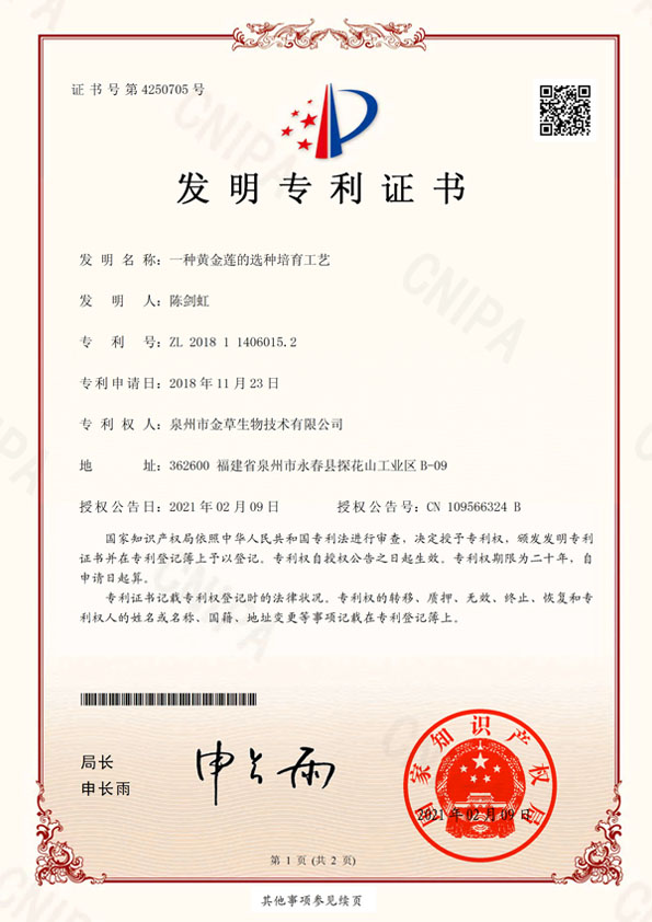 一种黄金莲的选种培育工艺