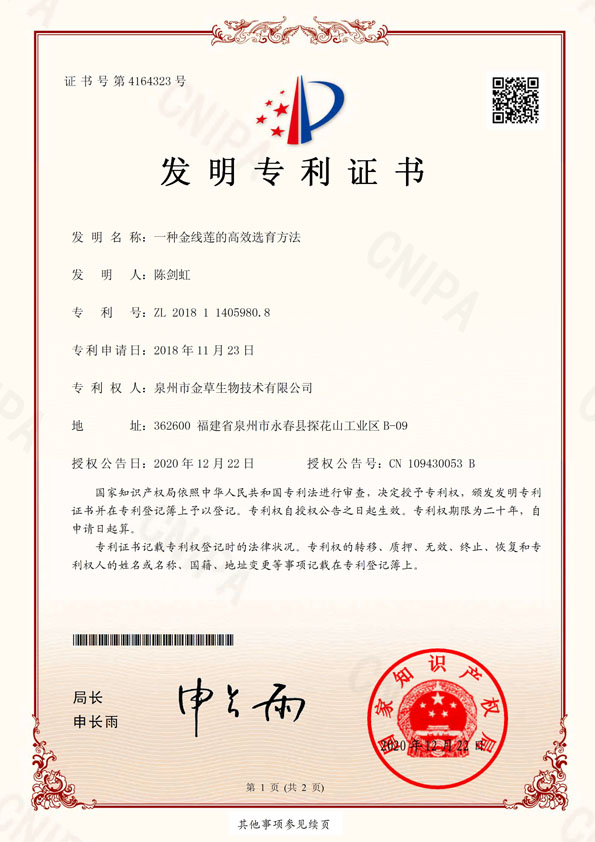 一种金线莲高效选育方法